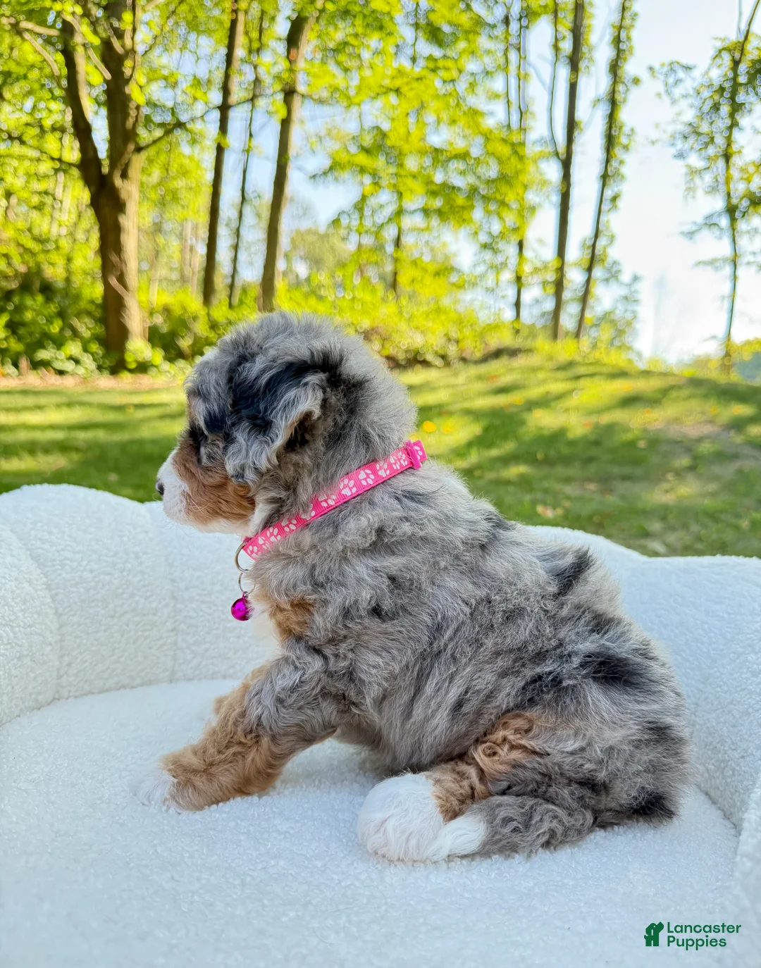 Mini Bernedoodle dogs for sale: Maggie  💖 - Ad 2