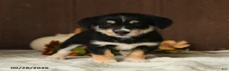 Mixed Breed dogs for sale: Kiwi - Ad 3