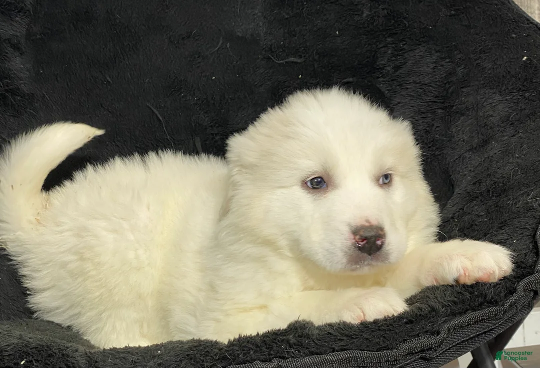 Great Pyrenees dogs for sale: Gloria - Ad 3