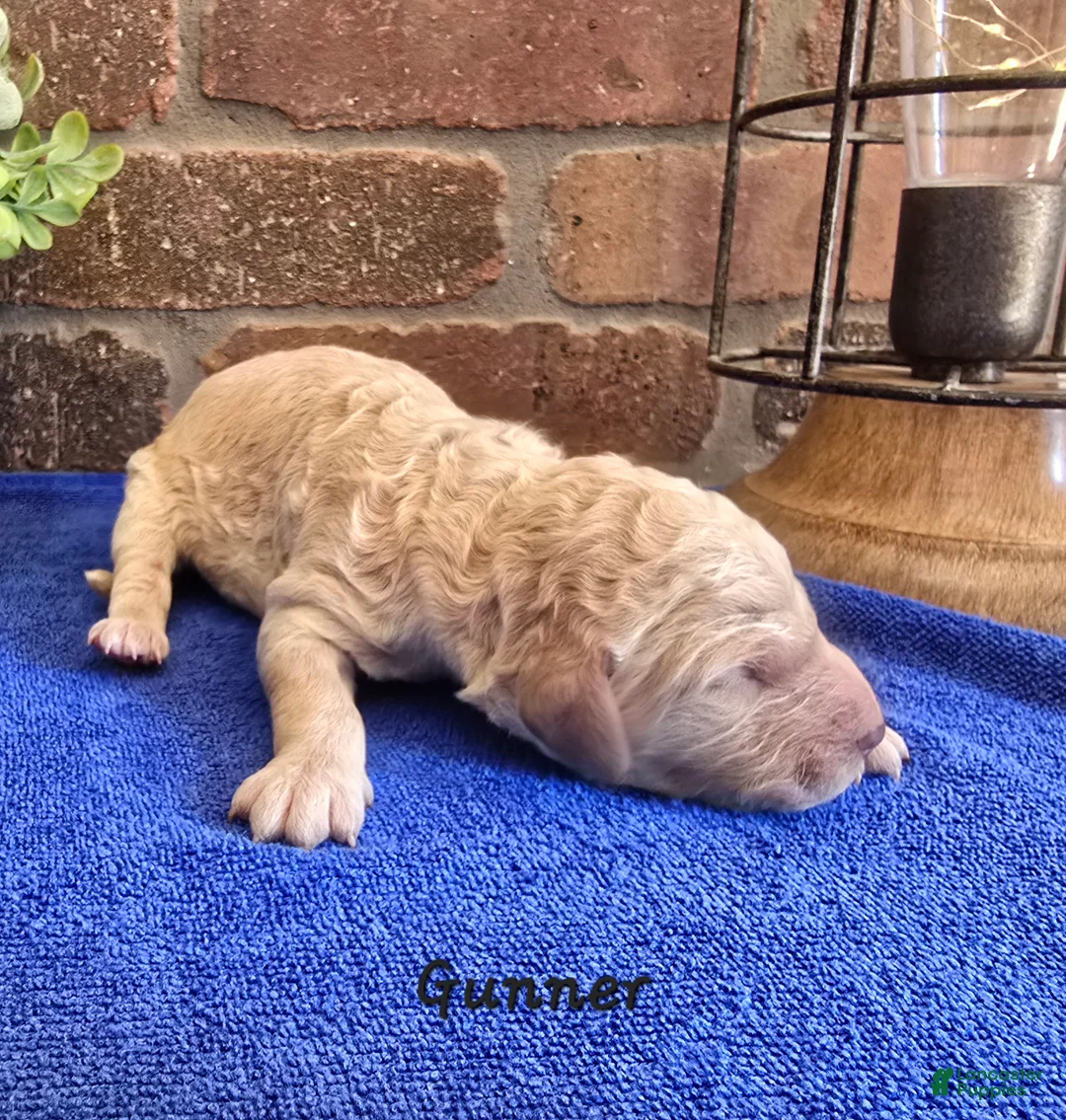 Goldendoodle dogs for sale: Mini Goldendoodle 7 - Ad 2