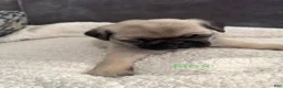 Pug dogs for sale: AKC, Rex - Ad 3