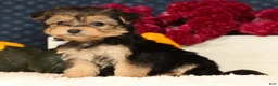 Yochon dogs for sale: Tessa - Ad 8