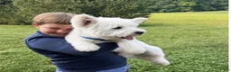 West Highland Terrier dogs for sale: Zoey - Ad 5