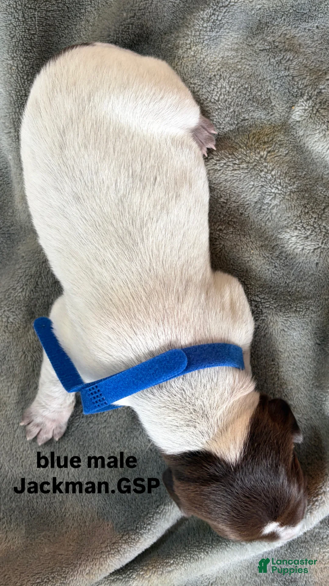 German Shorthaired Pointer dogs for sale: Orange Male - Ad 16