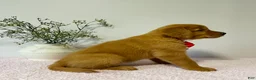 Golden Retriever dogs for sale: Ginger - Ad 4