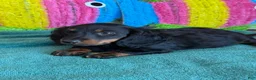 Miniature Dachshund dogs for sale: Ferris - Ad 3
