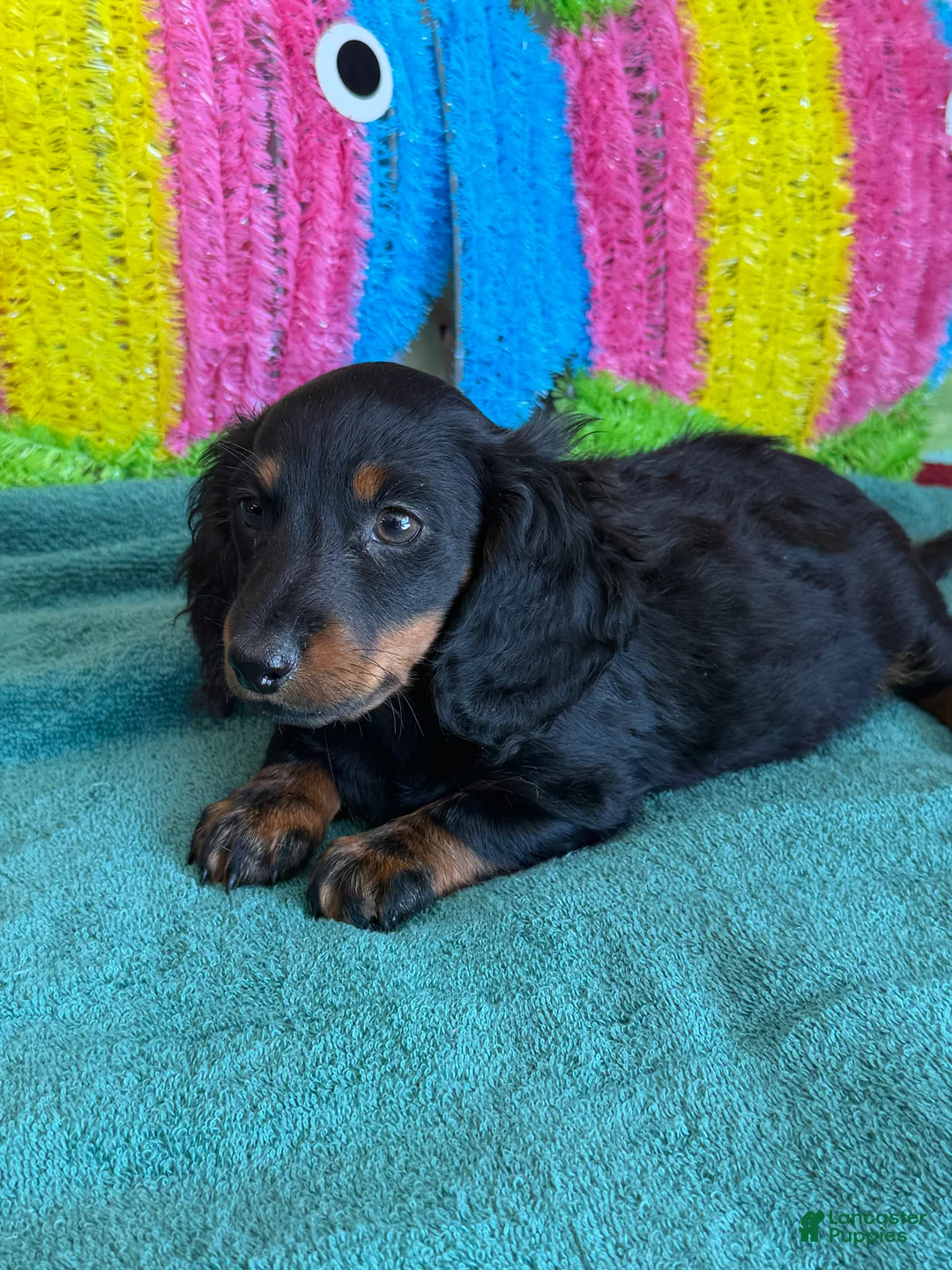 Miniature Dachshund dogs for sale: Ferris - Ad 3