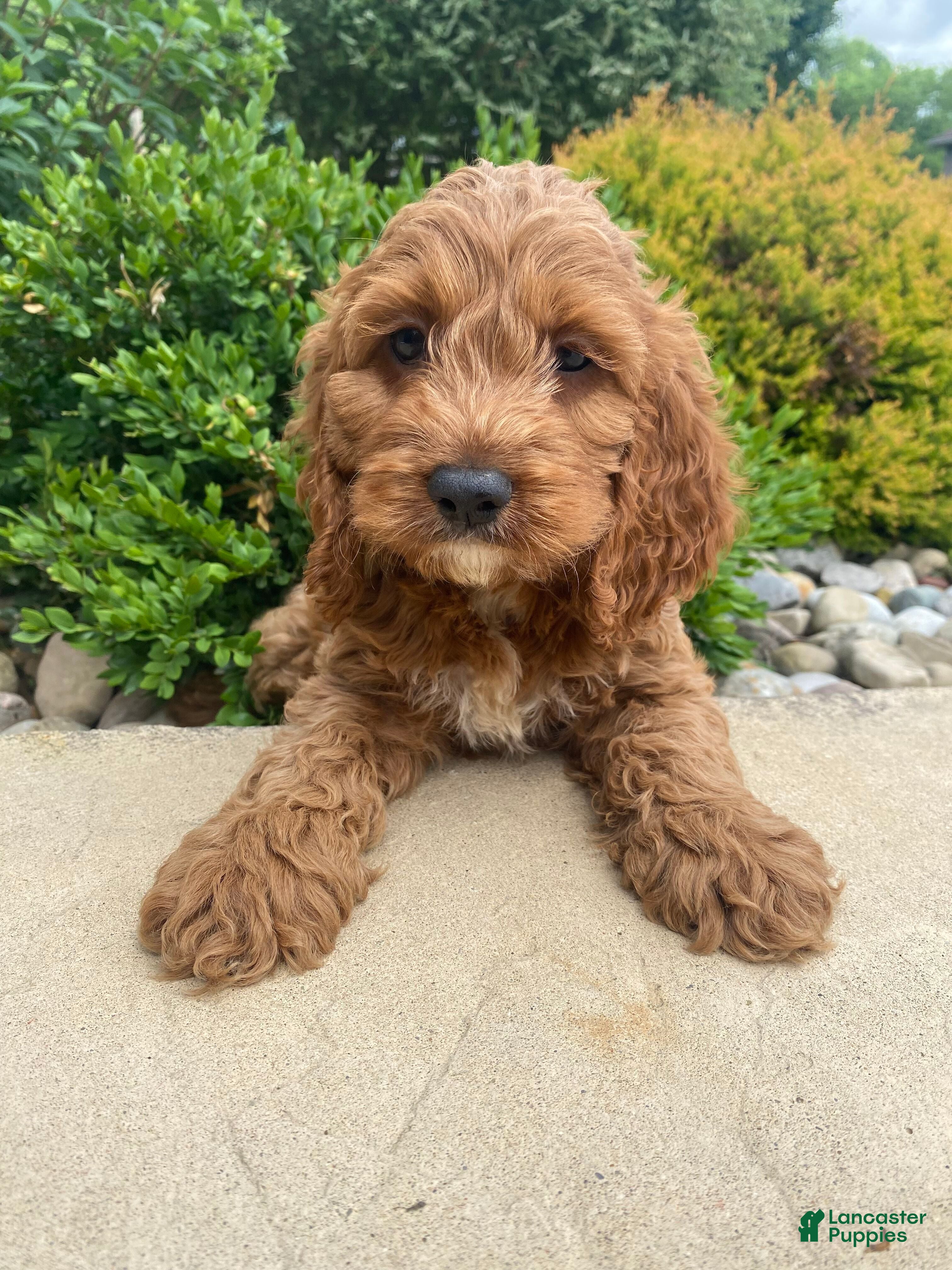 Cockapoo dogs Otis - Ad 1