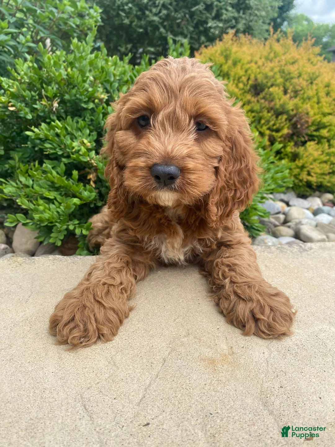 Cockapoo dogs for sale: Otis - Ad 1