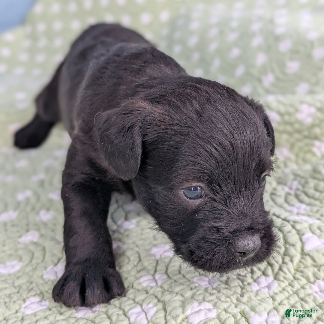 Mixed Breed dogs for sale: Black Prince - Ad 6