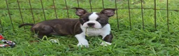 Boston Terrier dogs for sale: Lucy - Ad 3