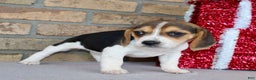 Beagle dogs for sale: Fifi - Ad 5