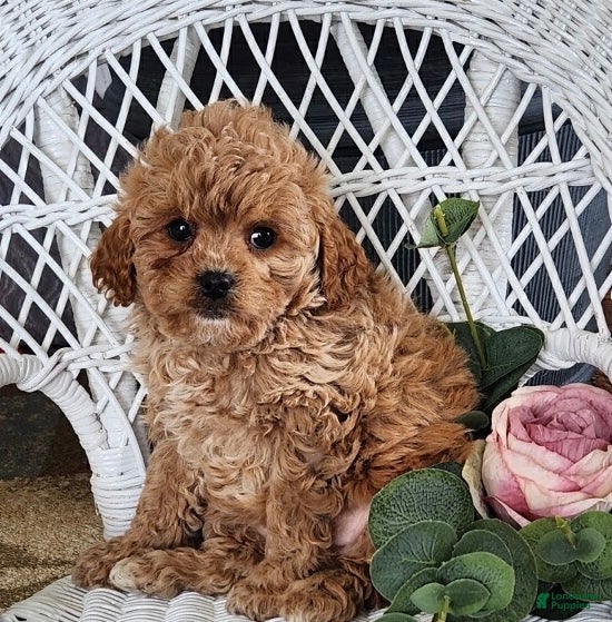 Cavapoo dogs Gracie - Ad 9