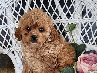 Cavapoo dogs Gracie - Ad 9