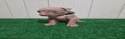 American Bully dogs for sale: American Bully XL Puppy 5 (Black Collar) - Ad 5