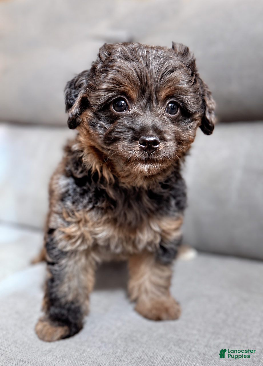 Mini Aussiedoodle dogs Ivy - Ad 1