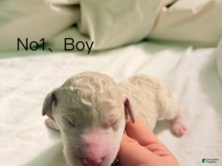 Standard Poodle dogs Standard Poodle Puppy 1 - Ad 38