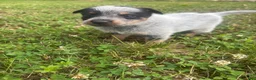 Australian Cattle Dog dogs for sale: Larry - Ad 1