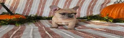 French Bulldog dogs for sale: Teddy - Ad 7