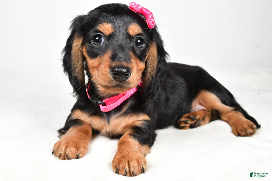 Miniature Dachshund dogs for sale: Kandra - Ad 4
