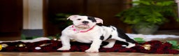 English Bulldog dogs for sale: Lacey - Ad 5
