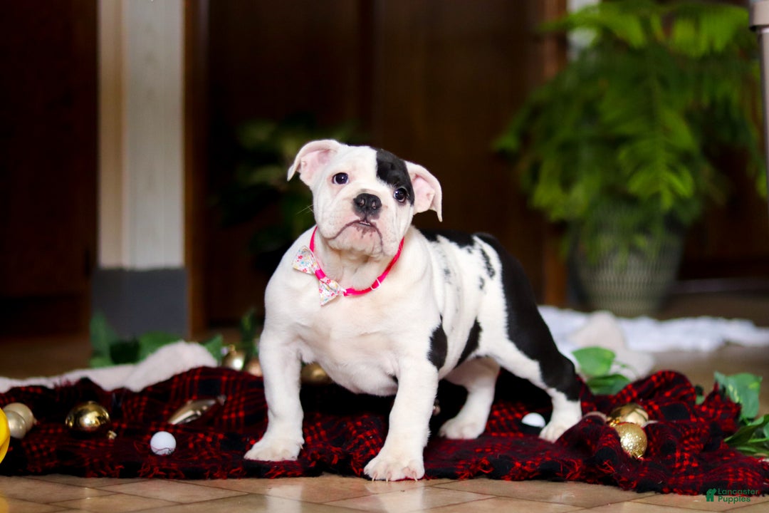 English Bulldog dogs for sale: Lacey - Ad 5