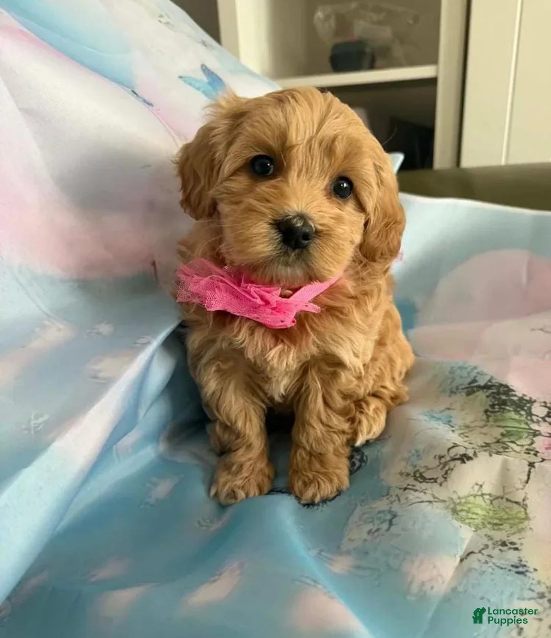 Maltipoo dogs for sale: Mira - Ad 1
