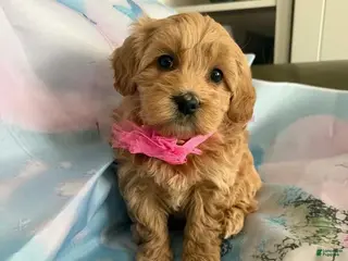 Maltipoo dogs Mira - Ad 32