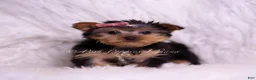 Yorkshire Terrier dogs for sale: Tiny Tina - Ad 4