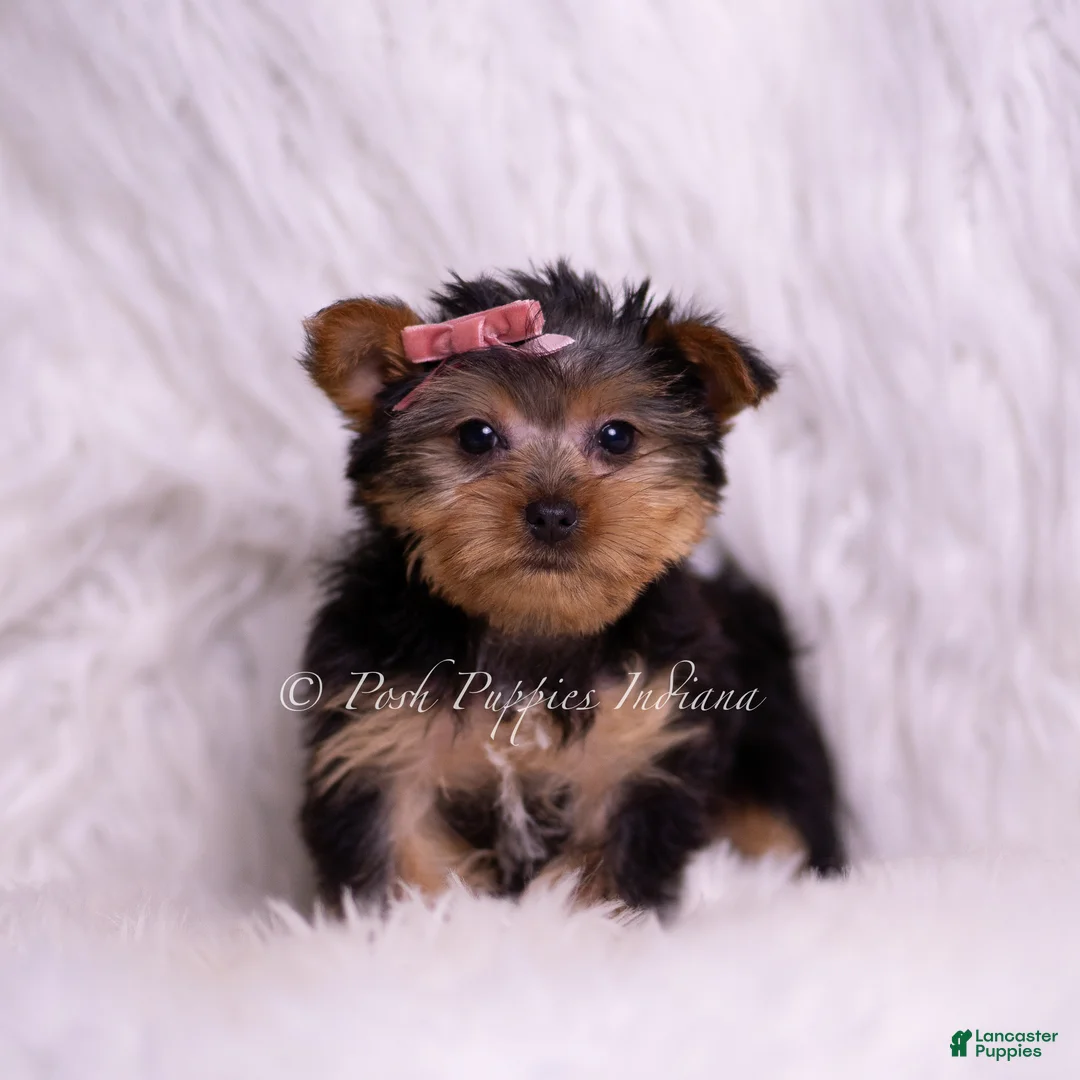 Yorkshire Terrier dogs for sale: Tiny Tina - Ad 4