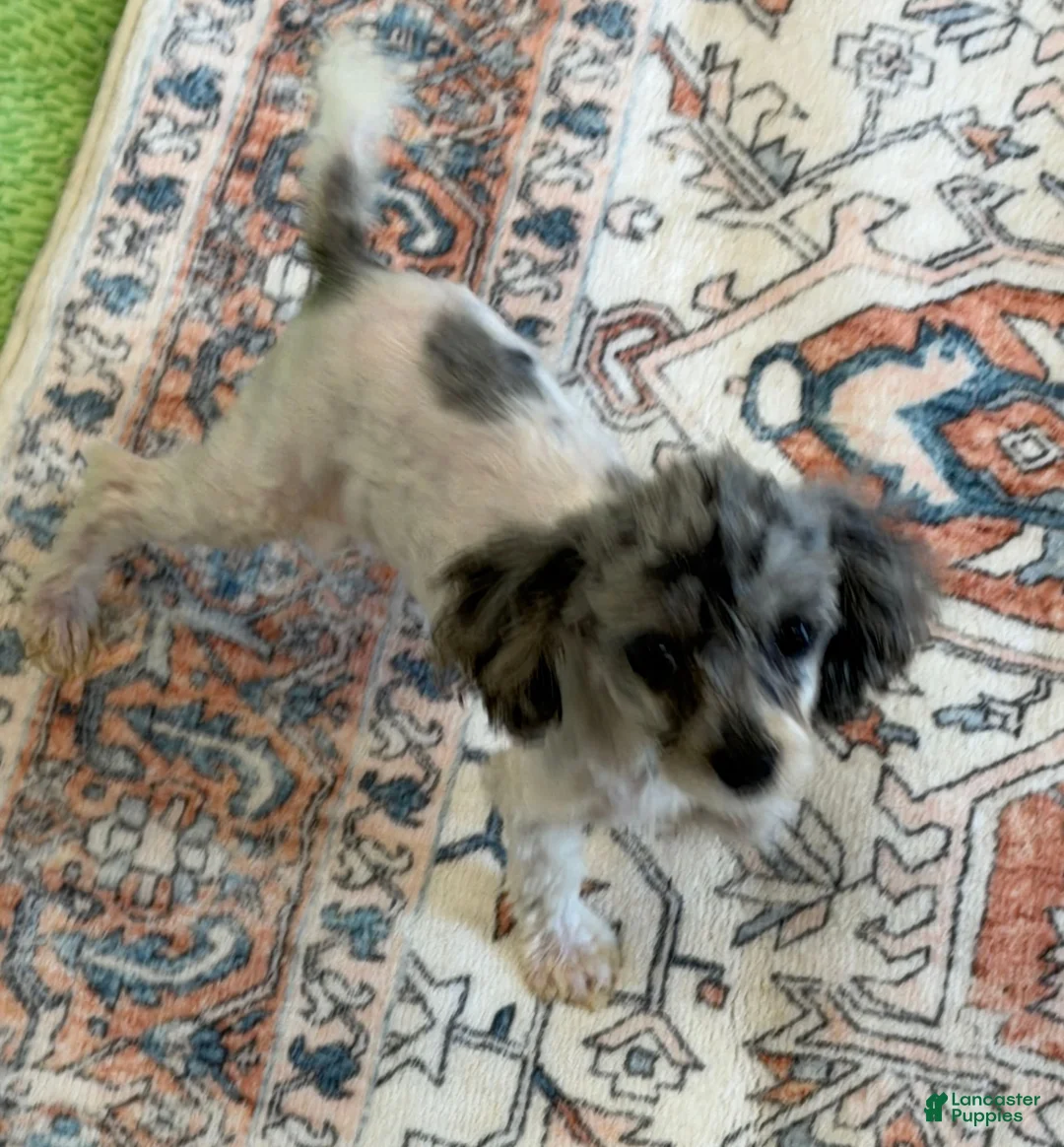 Cockapoo dogs for sale: Buttons - Ad 2