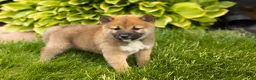 Shiba Inu dogs for sale: Jethro  - Ad 5