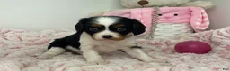 Cavalier King Charles Spaniel dogs for sale: Kathy - Ad 3