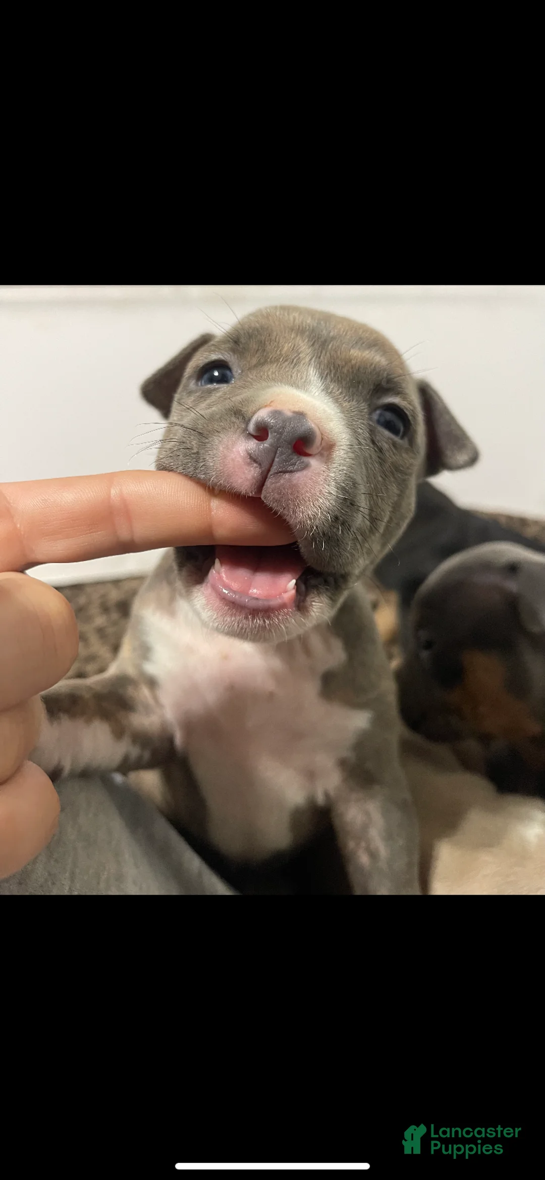 American Bully dogs for sale: American Bully 5 - Ad 2