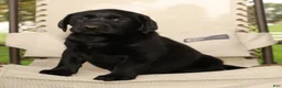 Labrador Retriever dogs for sale: Holly - Ad 8