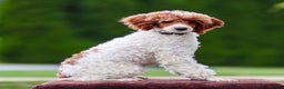 Toy Poodle dogs for sale: Rusty Scout - Ad 7