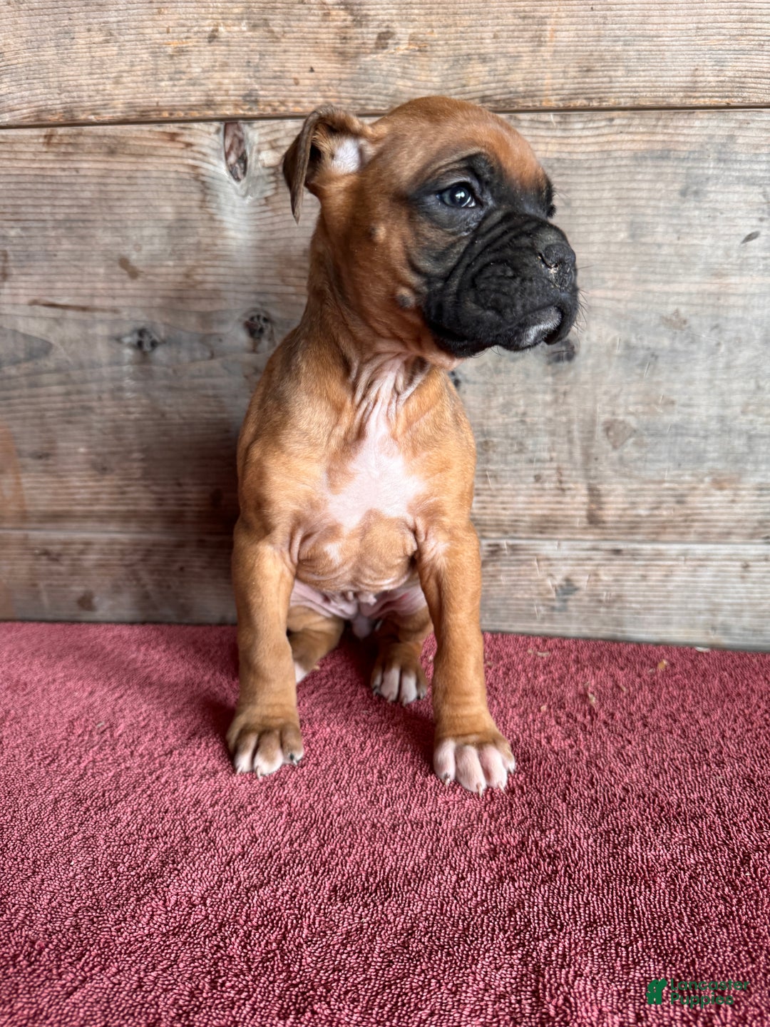 Boxer dogs for sale: Boxer Puppy 2 - Ad 3