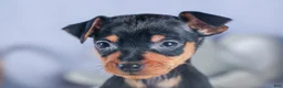 Miniature Pinscher dogs for sale: ANGEL - Ad 8