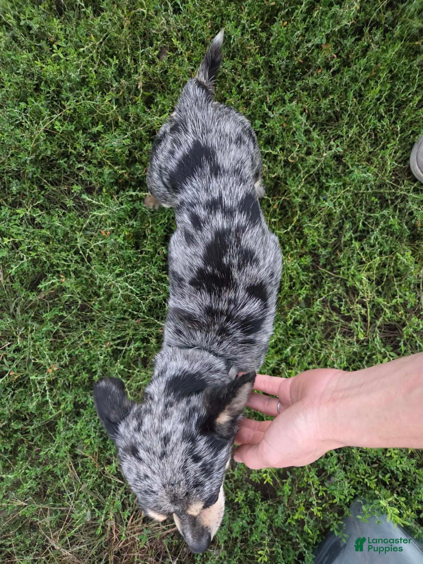 Chihuahua