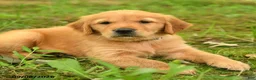 Golden Retriever dogs for sale: Dustin - Ad 3