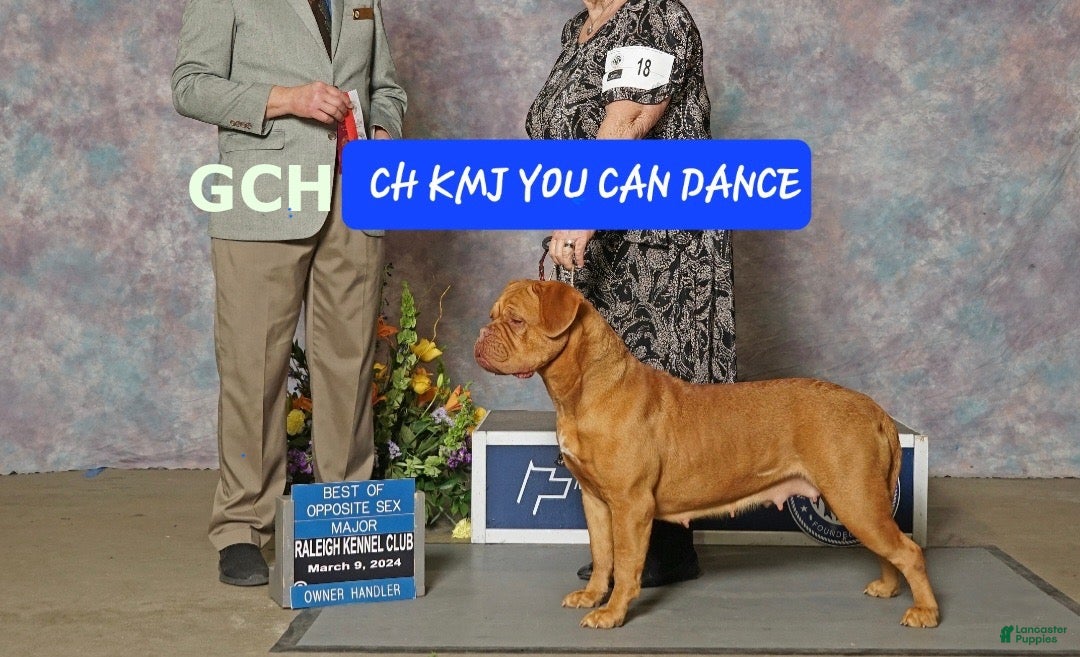 Dogue De Bordeaux dogs for sale: Dogue De Bordeaux Puppy 1 - Ad 10