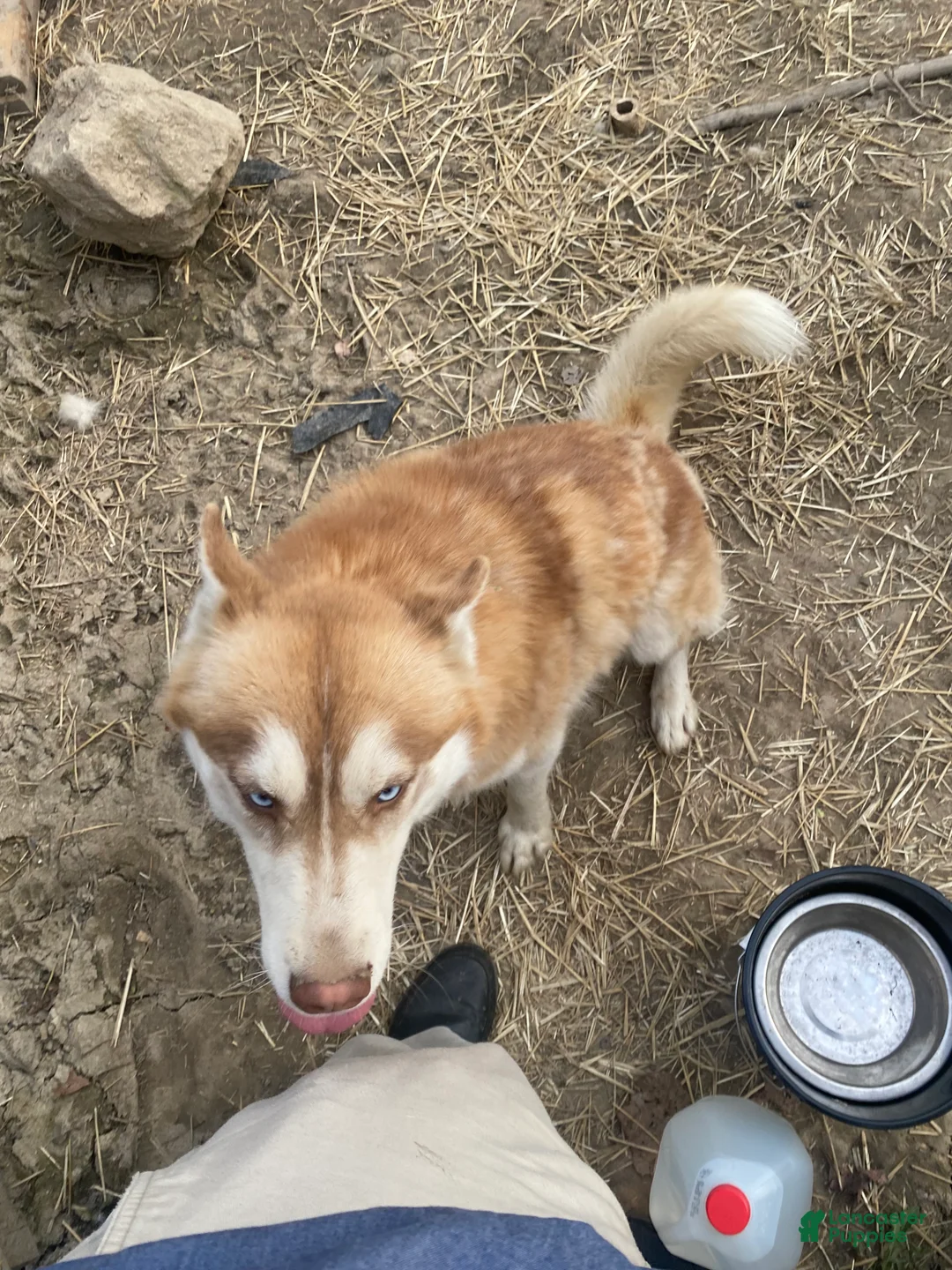 Siberian Husky dogs for sale: Siberian Husky Puppy 1 - Ad 2