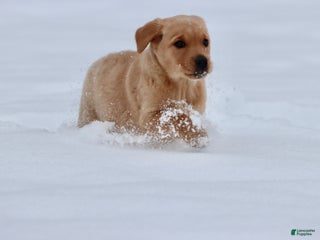 Goldador dogs Honeycomb - Ad 9