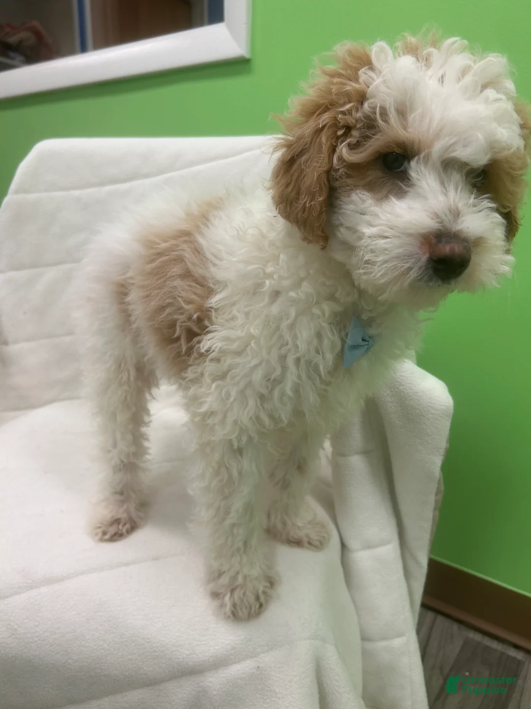 Mini Goldendoodle dogs for sale: Mini Goldendoodle Puppy 3 - Ad 2