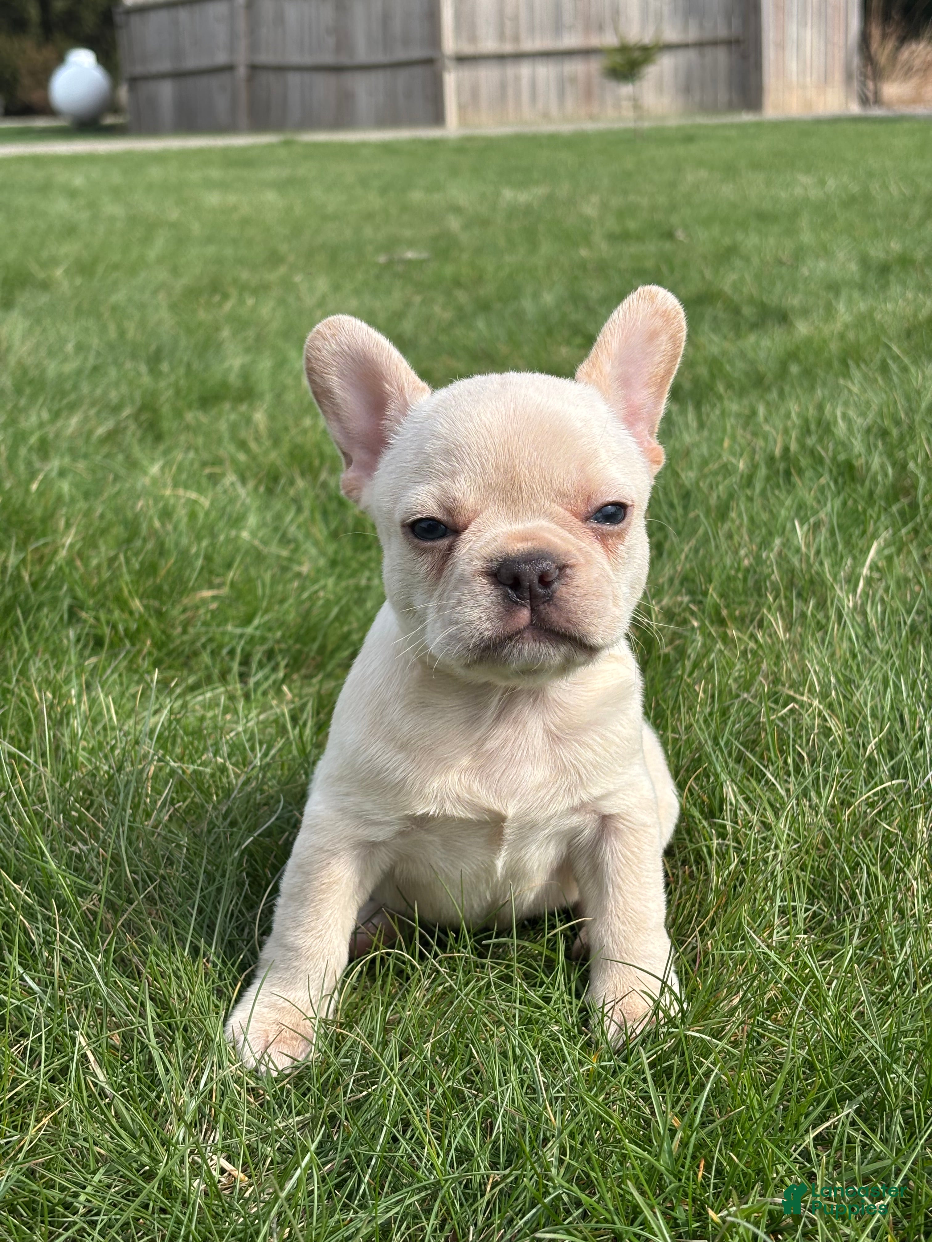 French Bulldog dogs Hazel - Ad 1