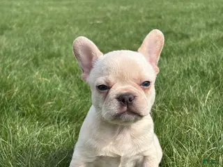 French Bulldog dogs for sale: Hazel - Ad 3