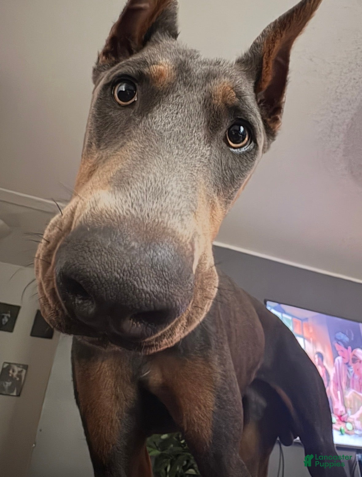 Doberman Pinscher