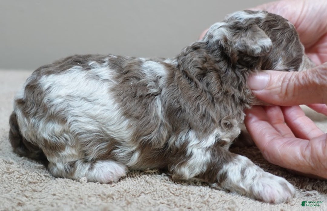 Toy Poodle dogs for sale: iven neutered 12/9/25 - Ad 21