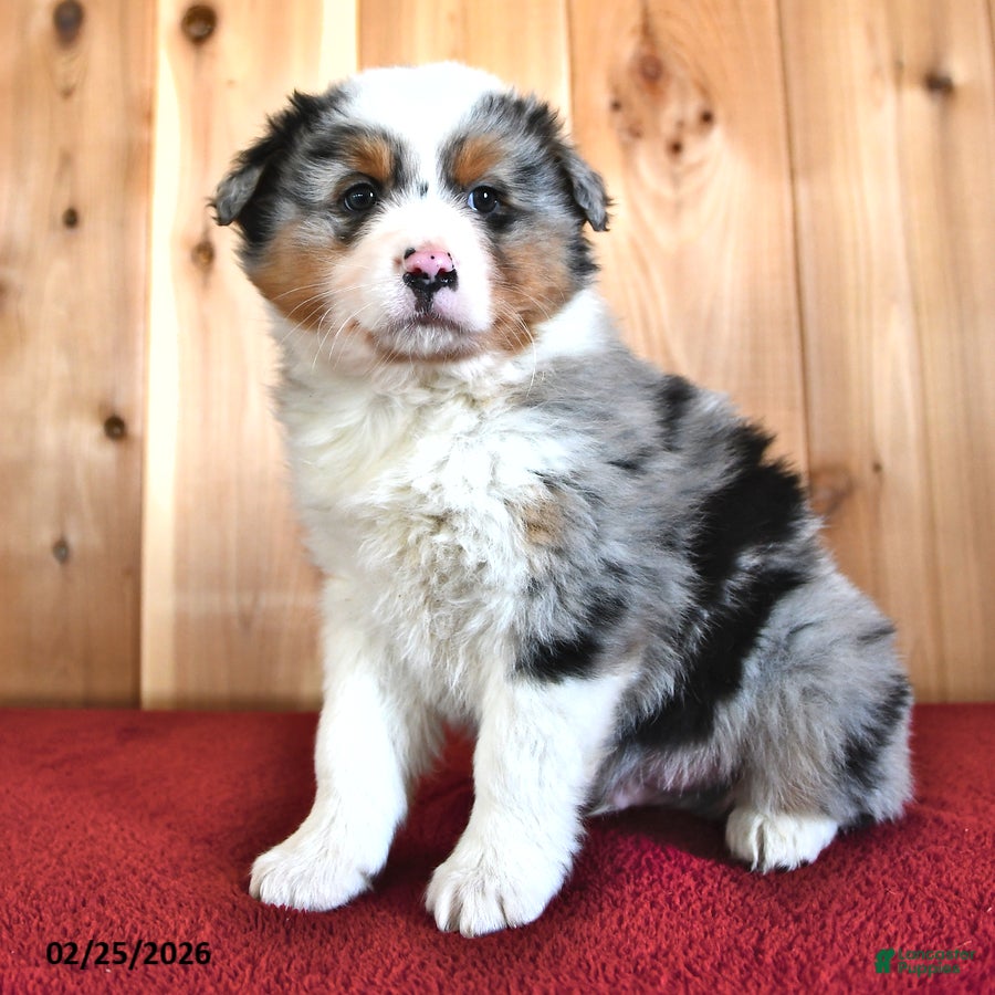 Australian Shepherd dogs Oak - Ad 1