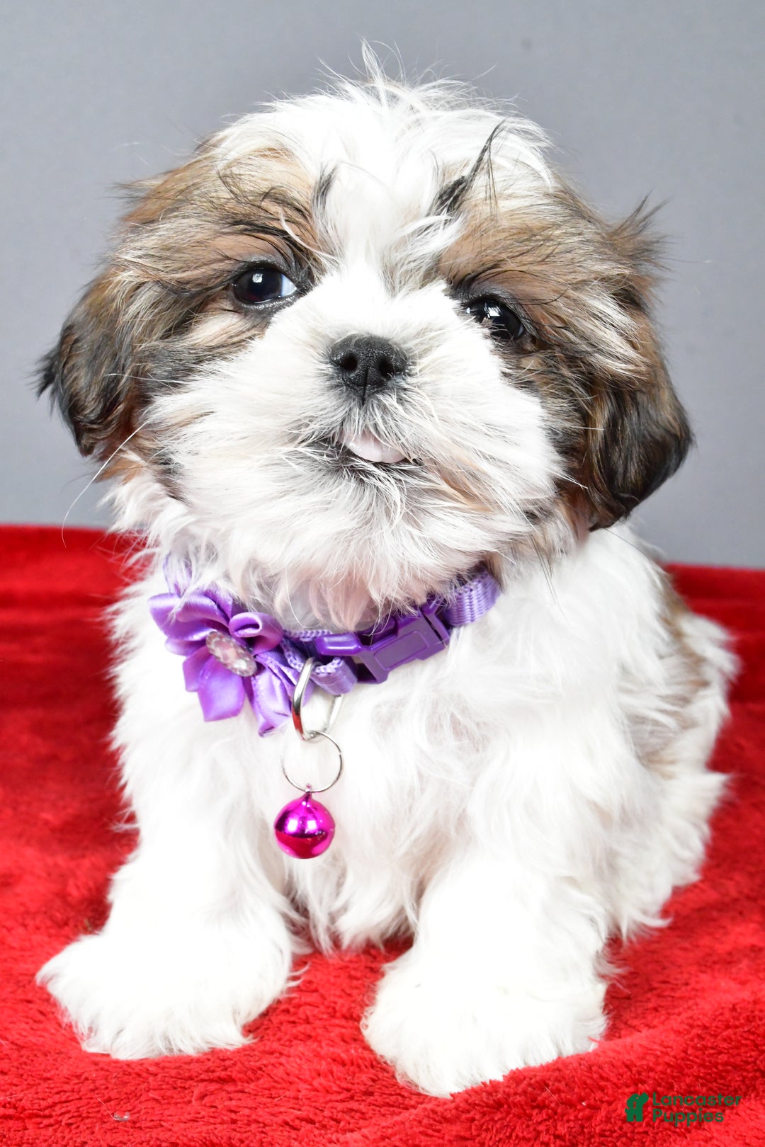 Shih Tzu dogs for sale: Cris - Ad 6